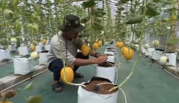 Manfaatkan Lahan Pekarangan, Pria di Jombang Sukses Jadi Jutawan dari Budidaya Melon Premium dengan Sistem Green House