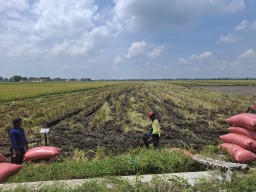 Harga Gabah di Jombang Stabil Rp7.000–Rp7.200 per Kg, Puncak Panen Diprediksi Januari 2026