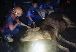 Evakuasi Sapi Tercebur Sumur di Pace Nganjuk Berlangsung 6 Jam, Petugas Sampai Pinjam Derek Warga