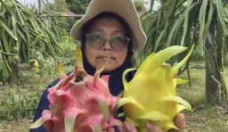 Berkah Imlek, Permintaan Buah Naga Premium Jombang Meningkat