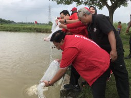 Merawat Pertiwi, Menjaga Kehidupan: PDIP Nganjuk Rayakan HUT Ibu Mega dengan Tanam Pohon hingga Tebar Benih Ikan