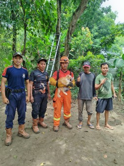 Dramatis! Tim Damkarmat Nganjuk Berhasil Evakuasi Kucing yang Terjebak di Puncak Pohon Jati