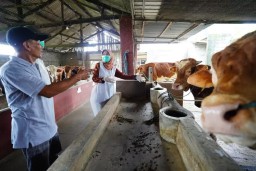 Cegah Penyakit Ternak di Musim Penghujan, DKPP Kediri Tekankan Kebersihan Kandang