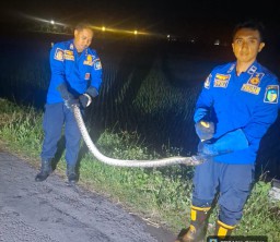 Damkar Amankan Ular Piton yang Berkeliaran di Sungai Dekat Rumah Warga