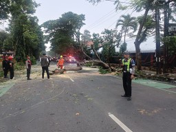 Pohon Tumbang di Jalan Veteran, Satlantas Polres Kediri Kota Lakukan Evakuasi Cepat