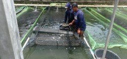 Benih Ikan Nila Black Airlangga Melegenda di Nusantara, Jadi Primadona Pembudidaya
