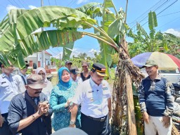 PUPR Nganjuk Respon Aksi Warga Miren Tanam Pohon Pisang di Jalan Rusak