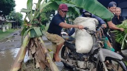 Dua Tahun Rusak Parah, Jalan Berlubang di Dusun Mireng Jadi 'Kebun' Pisang
