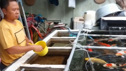 Wartawan Nganjuk Sukses, Bisnis Koi Lewat Koneksi Media dan Kolaborasi