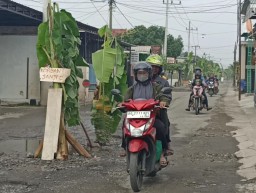 Kesal Jalan Tak Diperbaiki, Warga Ngunut Pasang Pohon Pisang sebagai Tanda Bahaya