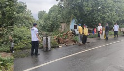 Hujan Deras, Jalan Raya Sawahan - Berbek Ambrol, Pohon Trembesi Raksasa Tumbang