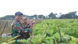 Babinsa Koramil 0810/16 Sukomoro Bantu Petani Panen Terong, Wujud Nyata Dukungan Ketahanan Pangan