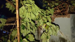 Puting Beliung Hantam Semare Berbek, Pohon Jati Tumbang Timpa Mushola