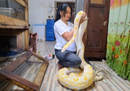 Hobi Ekstrem Rika Fitri : Pelihara 17 Ular Piton, Sekali Makan Habiskan 20 Ayam
