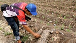 Dulu Dikira Patok Sawah, Ternyata Batu Bersejarah, Temuan Relief 1328 Saka Guncang Ngronggot