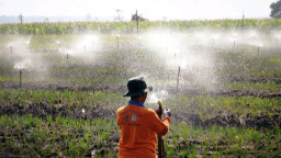 Hadapi El Nino, Nganjuk Terapkan Irigasi Sprinkler & IoT, Biaya Hemat Sampai 80%