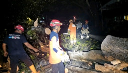 Diguyur Hujan Deras dan Angin Kencang, Pohon Jaranan Tumbang Tutup Jalan Warujayeng - Nganjuk