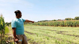 Jelang Panen, Bawang Merah Petani Wilangan Diracun OTK, Rugi Puluhan Juta
