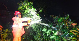 Hujan Deras Disertai Angin Kencang, Dua Pohon Tumbang di Nganjuk