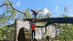 Cuaca Ekstrem, Pohon Asem Tumbang Timpa Dua Rumah di Sukomoro