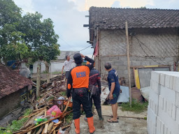 Rumah Lansia di Jember Roboh Diterjang Hujan dan Angin Kencang, Korban Mengungsi ke Rumah Tetangga