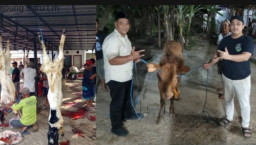 Wujud Nyata Kepedulian pada "Wong Cilik", Buya Said dan Kang Marhaen Salurkan Sapi Kurban ke Desa Kampung Baru