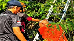 Penuh Ketegangan, Mbah Marjo Panjat Pohon Asem, Sudah Dapat Buah Malah Tak Berani Turun, Damkarmat Nganjuk Turun Tangan