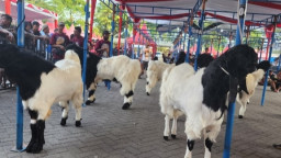 Tumbangkan Rival Sekaresidenan, 'Kaisar' Tulungagung Jadi Raja Kambing Ettawa di Nganjuk