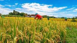 BPS Memproyeksikan, Luas Lahan Padi Nganjuk Naik 22%, Produksi Beras Tembus 26%