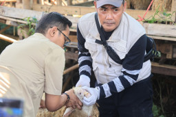 DKPPP Jember Periksa 32 Lapak Hewan Kurban, Pastikan Sapi dan Kambing Sehat Jelang Idul Adha 2026