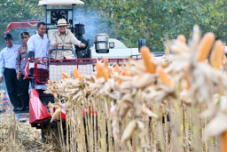 Panen Raya di Tuban, Presiden Prabowo Mendengar Langsung Jerit dan Syukur Petani Jagung