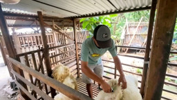 Bikin Kambing Kurban 'Ganteng' dan Glowing, Pemuda di Jombang Raup Cuan Puluhan Juta Rupiah