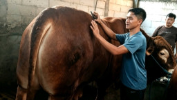 Kisah Jovan dan Sapi Manja yang Dilirik Presiden Prabowo untuk Kurban