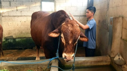 Sapi Limosin 1,060 Ton Milik Peternak Muda Nganjuk Dibeli Presiden Prabowo untuk Kurban di Masjid Warujayeng
