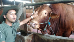 Antara Kopi dan Sapi, Fleksibilitas Arnov, Peternak Milenial yang Bergaya Trendi dan Berdompet Tebal 