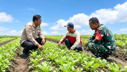 Sinergi TNI Polri di Nganjuk, Sulap Pekarangan Rumah Jadi Ladang Sawi Beromzet Manis