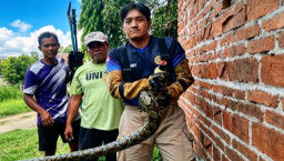 Sanca Raksasa 4,5 Meter Gegerkan Warga Berbek, Tim Damkarmat Nganjuk Turun Tangan