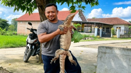 Reptil Raksasa Pemangsa Ayam Warga Terjepit Runtuhan Bambu di Kepanjen Pace