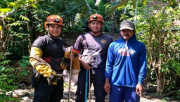 Kurang dari Sejam, Damkarmat Nganjuk Berhasil Lumpuhkan Biawak Raksasa Pemangsa Ternak Warga 
