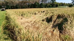 Ratusan Hektar Padi di Nganjuk Diserbu Wereng Menjelang Panen, Petani Merugi Miliaran