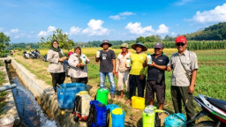 Serangan Blas Mengintai, PPL Nganjuk ‘Sapu Bersih’ Hama di Sawah Jatigreges