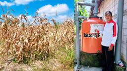 Kemarau Melanda Lengkong, Tanaman Jagung di Desa Ngepung Mengering, Petani Menjerit Kekurangan Air