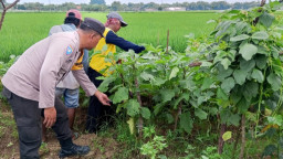 Lewat "Lahan Sela", Bhabinkamtibmas Jatikalen Sulap Sawah Padi Jadi Ladang Terong Produktif