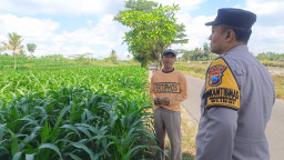 Genjot Produktivitas Lahan, Pak Bhabin Ngadirenggo Kawal Ketahanan Pangan 