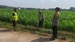 Bhabinkamtibmas Lodoyo Timur Turun ke Sawah, Semangati Petani Jagung di Kembangarum