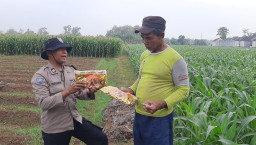 Polisi Masuk Sawah, Cara Polsek Nganjuk Kota Sulut Semangat Petani Lewat Benih Jagung Bhayangkara