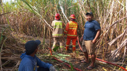 Lahan Tebu di Lengkong Mendadak Diamuk Si Jago Merah, Kerugian Capai Jutaan Rupiah