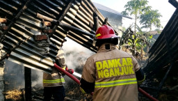Ditinggal Cari Pakan, Diang Sapi Picu Kebakaran Kandang di Pace hingga Rugi Jutaan Rupiah