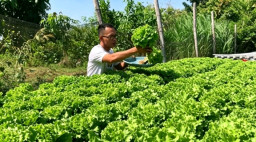 Dari Pekarangan Rumah Beromzet Belasan Juta, Berkah Program MBG untuk Pembudidaya Sayur Jombang