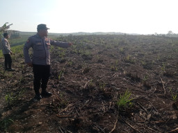 Tragis.! Berniat Bersihkan Lahan, Nenek di Blitar Tewas Terkepung Kobaran Api Daduk Tebu